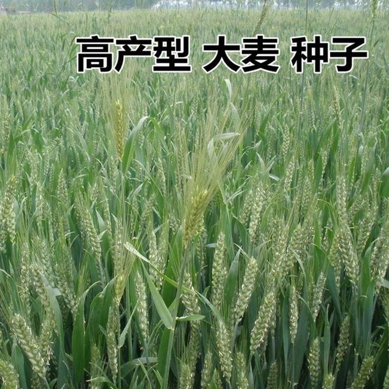 优质大麦籽新大麦种子粮食种籽麦子籽大田高产抗倒伏耐旱榨