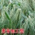优质大麦籽新大麦种子粮食种籽麦子籽大田高产抗倒伏耐旱榨