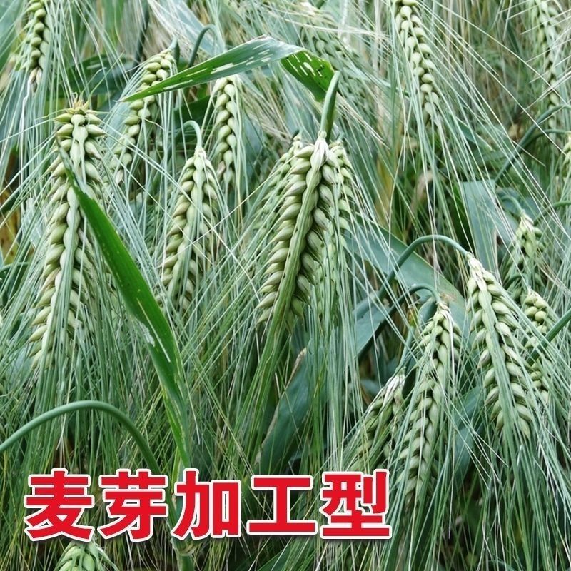 优质大麦籽新大麦种子粮食种籽麦子籽大田高产抗倒伏耐旱榨