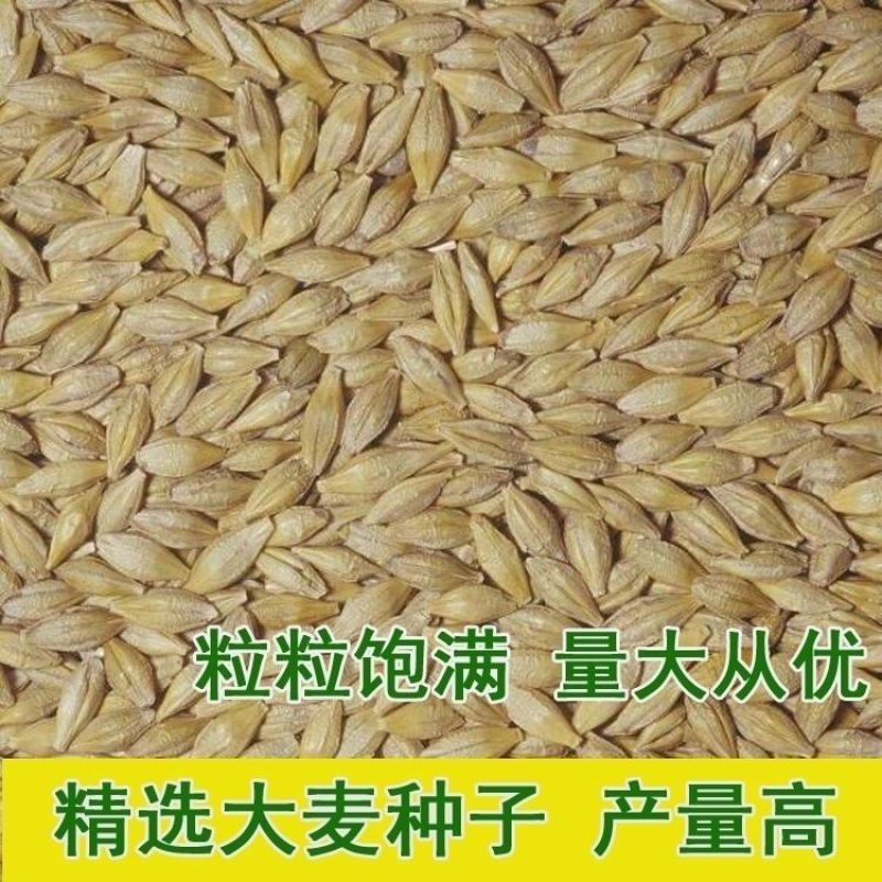 优质大麦籽新大麦种子粮食种籽麦子籽大田高产抗倒伏耐旱榨