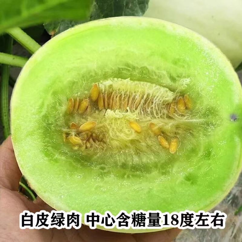银翠蜜中熟圆形白色甜瓜种子单瓜重2到3kg绿肉口感好甜瓜