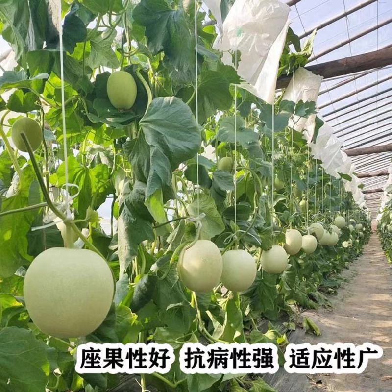 银翠蜜中熟圆形白色甜瓜种子单瓜重2到3kg绿肉口感好甜瓜