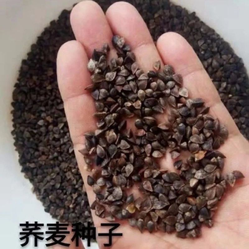 蜜源植物荞麦种子优质甜荞麦种子黑荞麦种子苦荞麦种子四