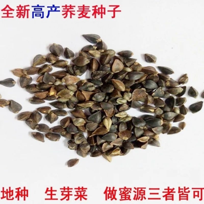 蜜源植物荞麦种子优质甜荞麦种子黑荞麦种子苦荞麦种子四