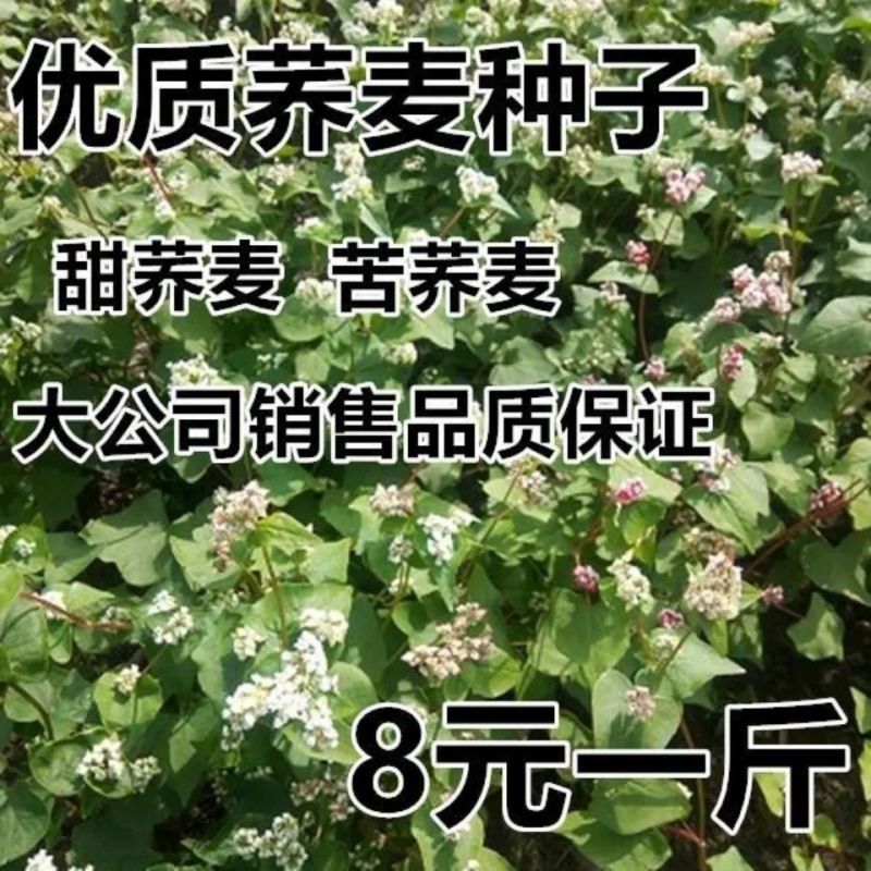 蜜源植物荞麦种子优质甜荞麦种子黑荞麦种子苦荞麦种子四