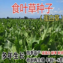 食叶草种子蛋白草高产耐寒牧草种子进口草籽牛羊猪鸡鸭鹅鱼食