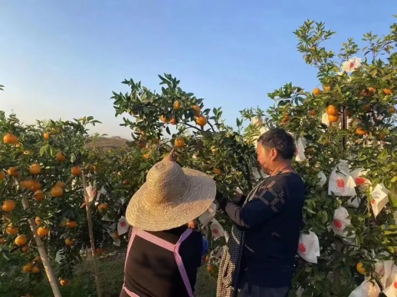 套袋耙耙柑，纯甜，物美价廉。