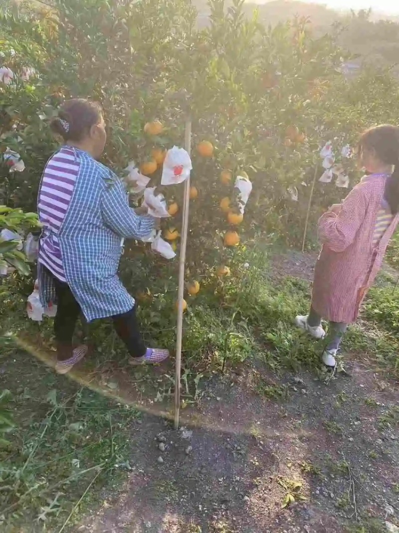 套袋耙耙柑，纯甜，物美价廉。