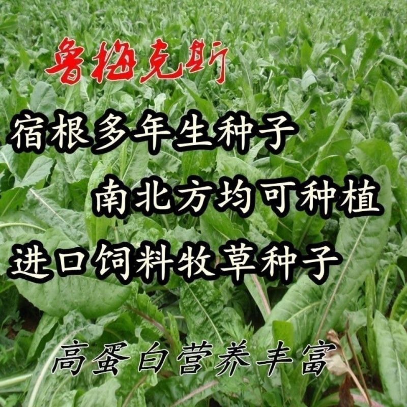 进口鲁梅克斯种子鲁梅克斯种子多年生四季牧草种子鸡鸭鹅