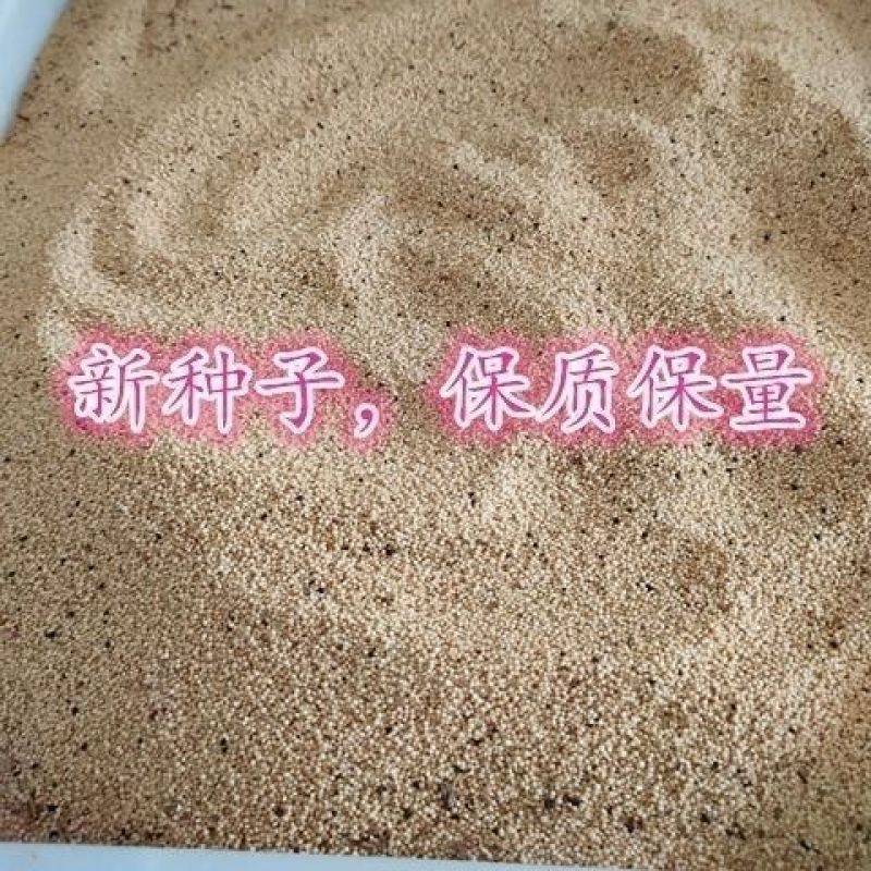 美国进口籽粒苋种子优质牧草高蛋白牧草种子产量高易种植包邮