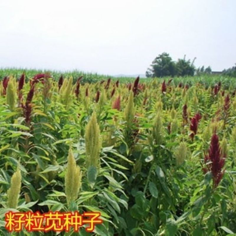 美国进口籽粒苋种子优质牧草高蛋白牧草种子产量高易种植包邮