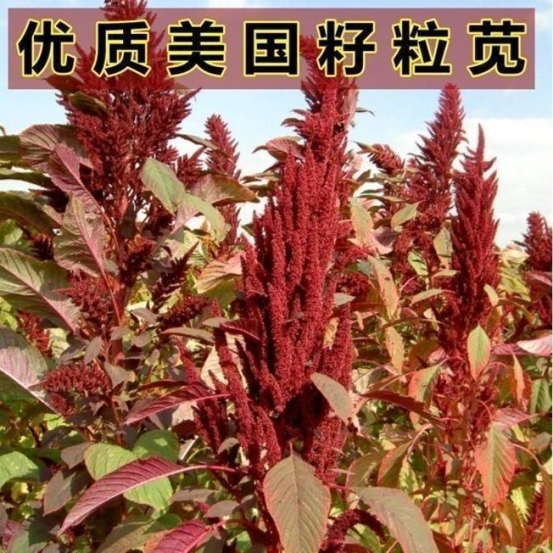 美国进口籽粒苋种子优质牧草高蛋白牧草种子产量高易种植包邮