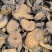 大黄可打粉药用兽用各种规格大黄质量保证量大从优