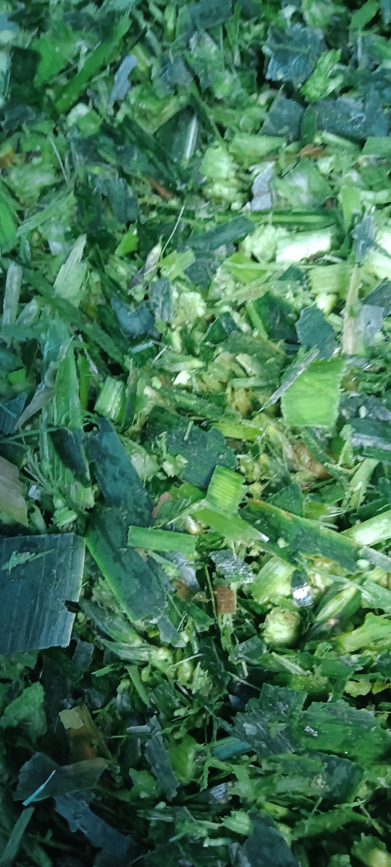 牛奶玉米杆新鲜加工