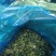 牛奶玉米杆新鲜加工