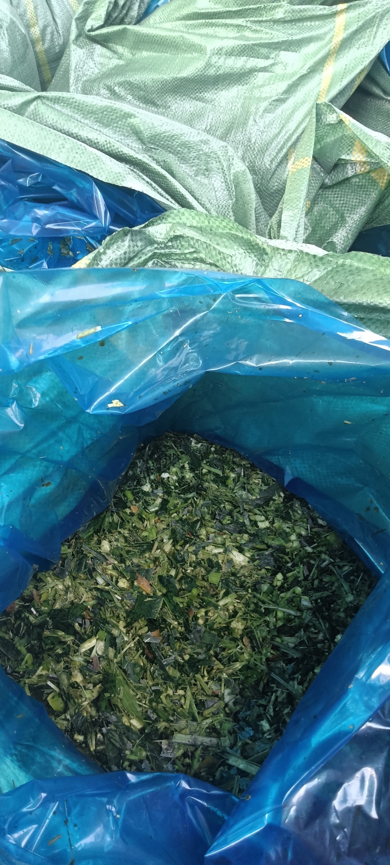 牛奶玉米杆新鲜加工