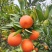 四川橙子血橙包邮一件代发团购皮薄肉厚多汁爽口自家种植