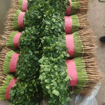 聊城铁杆青中叶香菜，按需包装社区团购，电商平台，欢迎来电