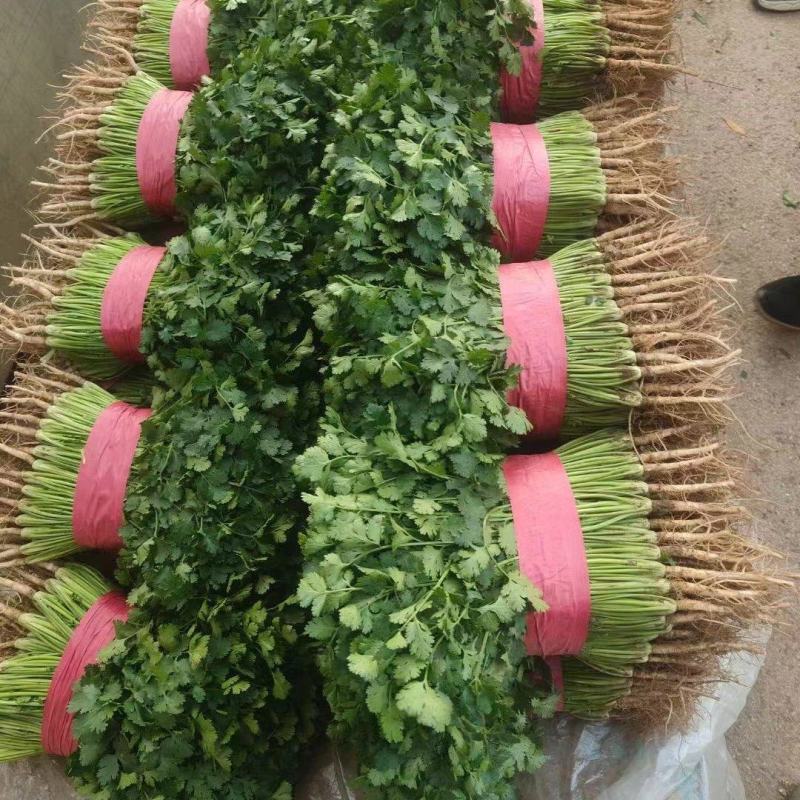 聊城铁杆青中叶香菜，按需包装社区团购，电商平台，欢迎来电