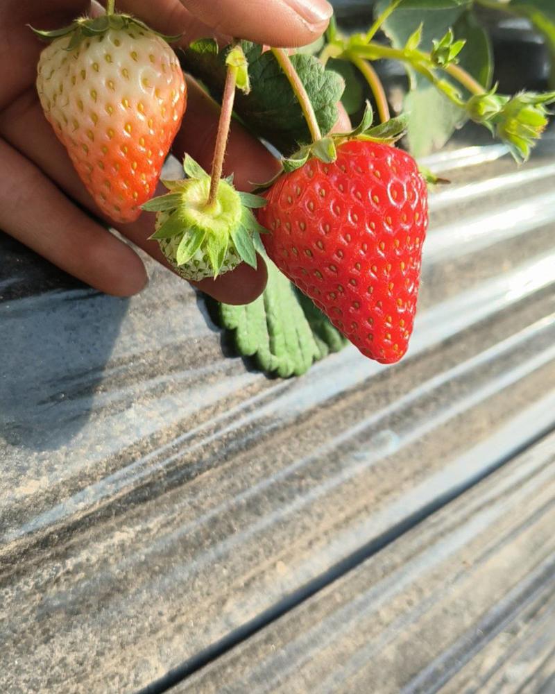 红颜99草莓