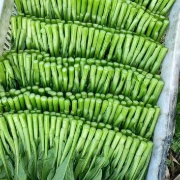 菜心，其他蔬菜