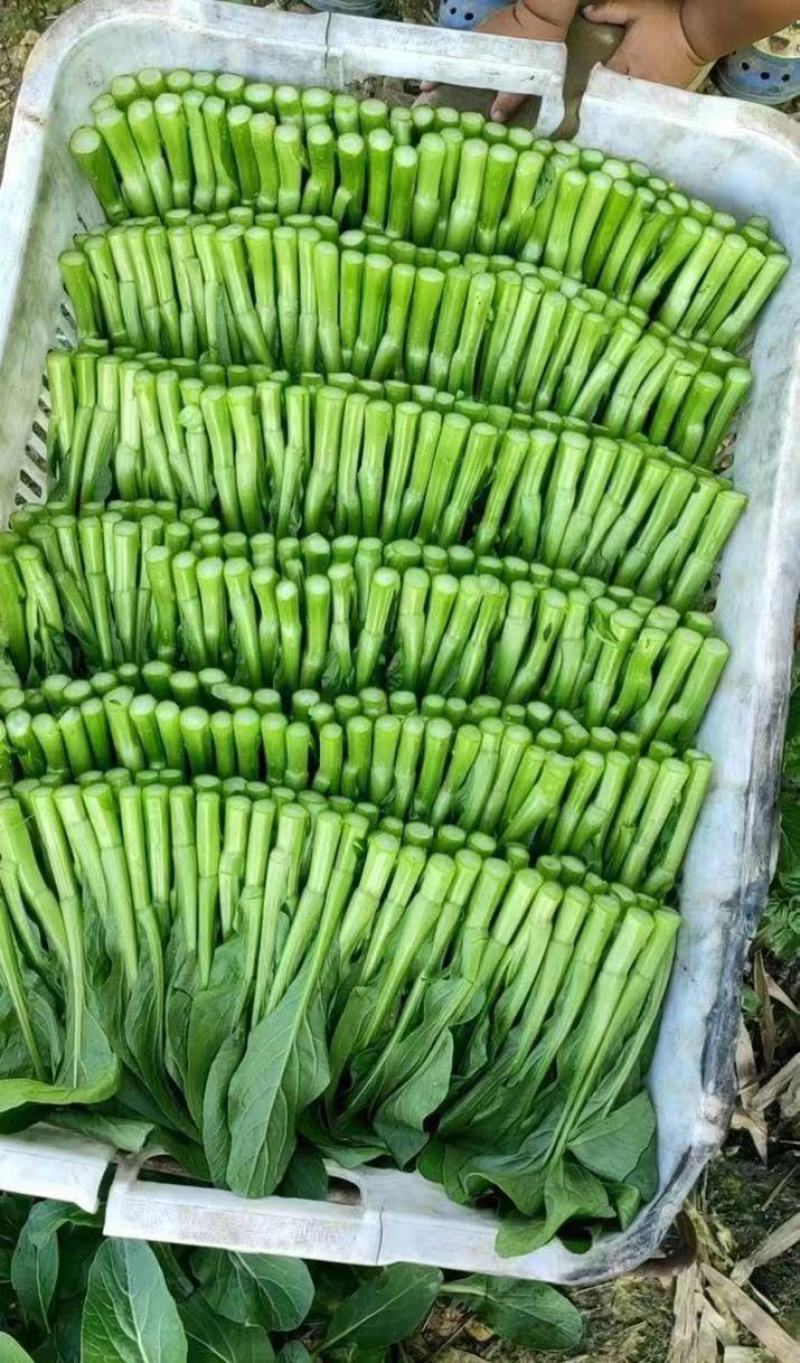 菜心，其他蔬菜