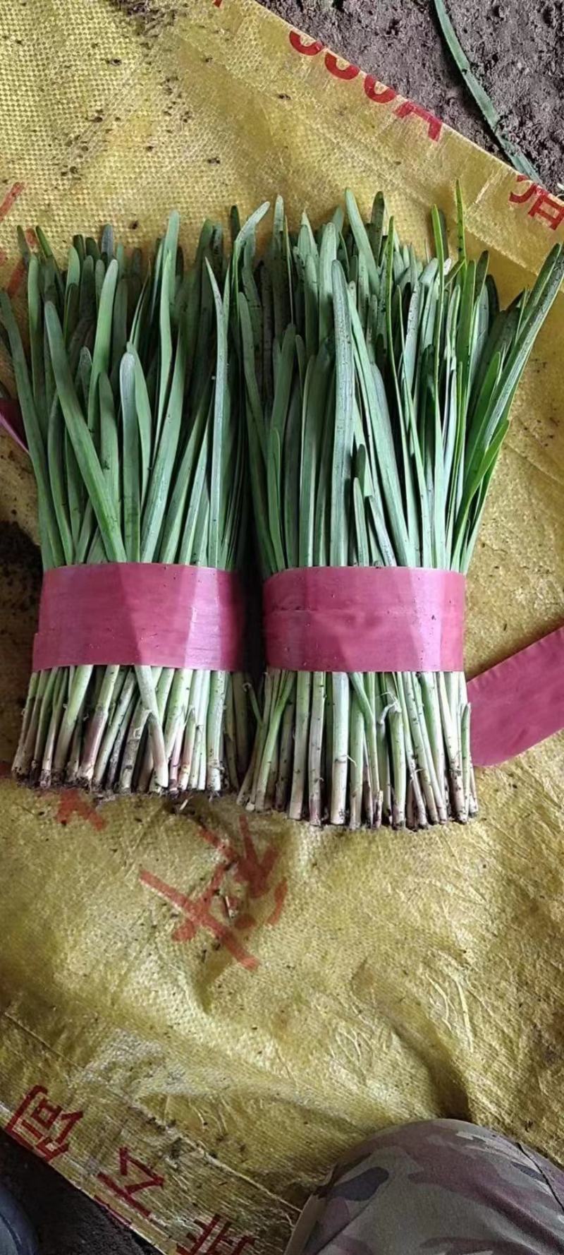 【精品】河北韭菜小叶韭菜产地一手货源量大从优