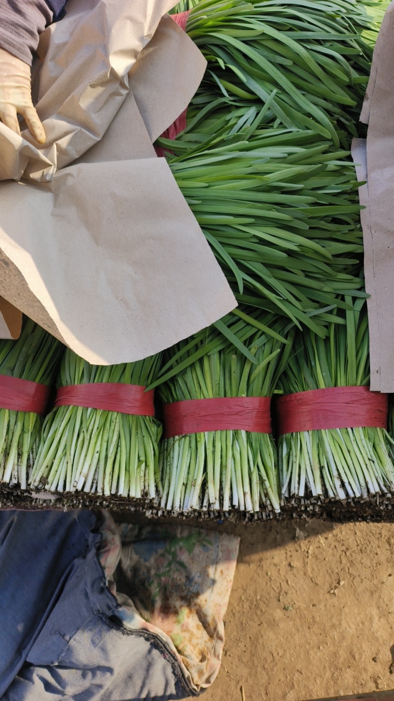 【精品】河北韭菜小叶韭菜产地一手货源量大从优