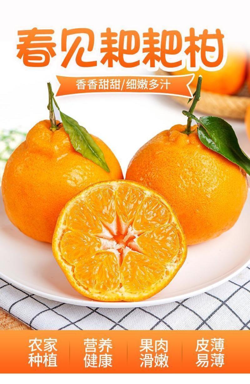 正宗四川蒲江春见耙耙柑对接各平台电商一件代发包邮包售后