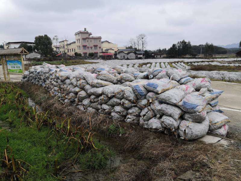广西3万亩荔浦芋头基地大量供应荔浦芋种子、种苗、香芋种子