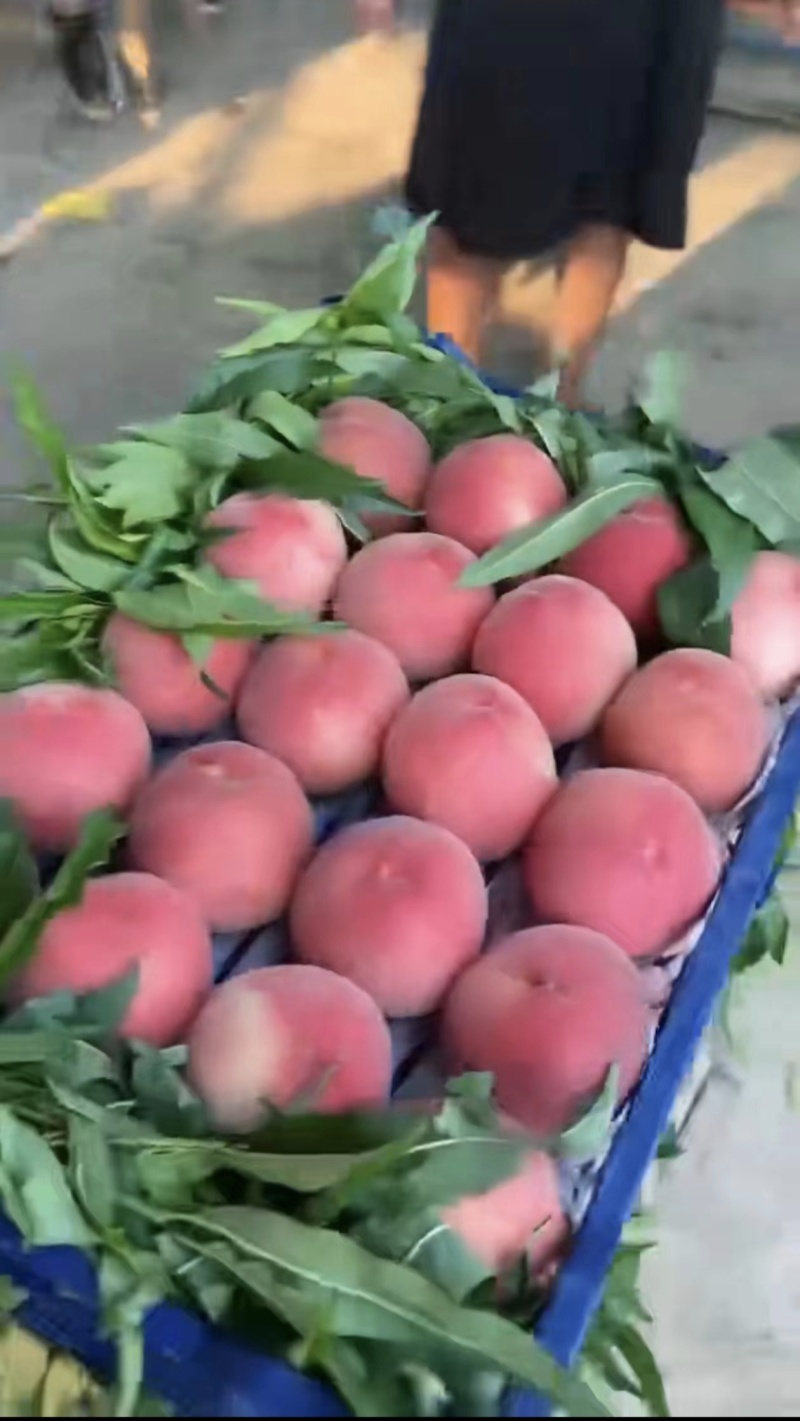 【实力推荐】精品河北蜜桃产地发货质量保证