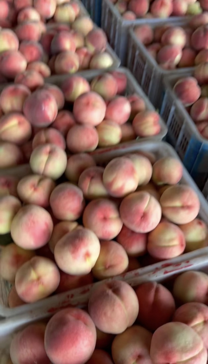 【实力推荐】精品河北蜜桃产地发货质量保证