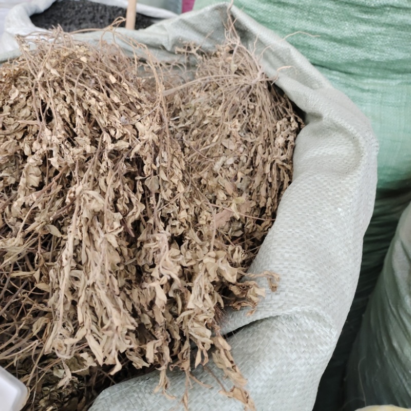 批发紫背金牛金牛草