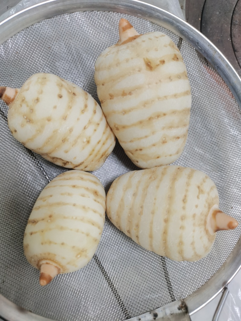 血红麻剑麻种