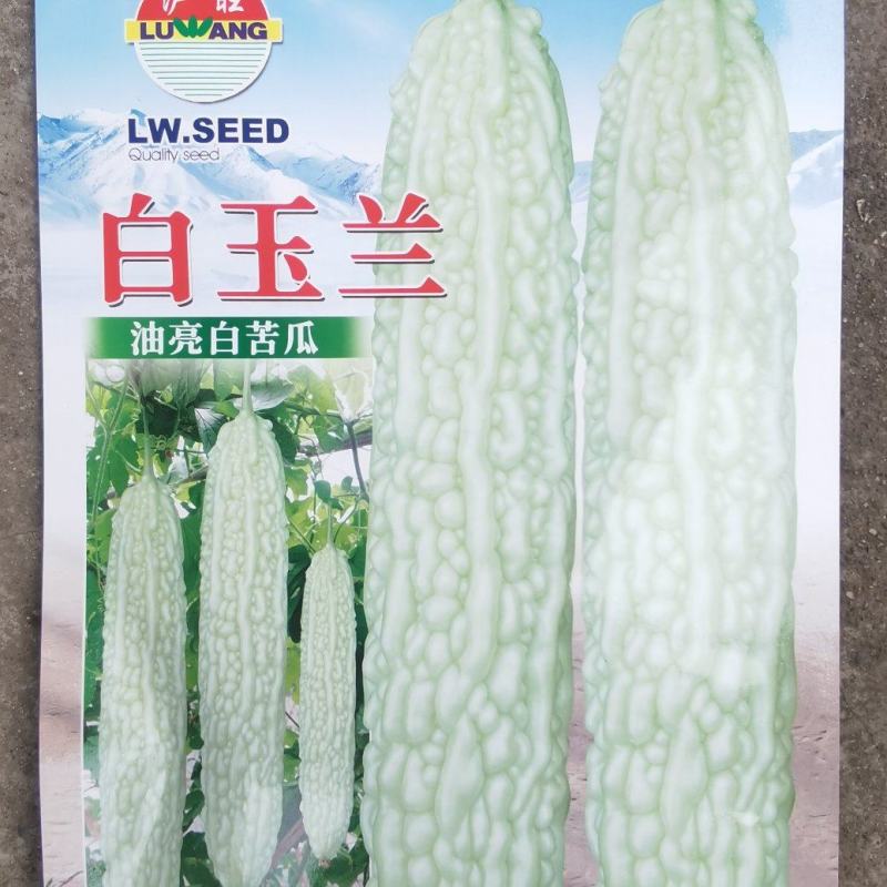 苦瓜种子白玉兰绿白色中长油亮瓜条顺直结瓜早产量高
