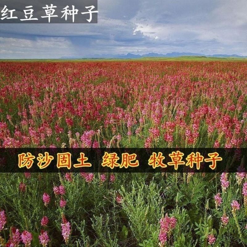 红豆草种子驴食豆青饲牧草林田果园绿肥固氮景观花卉