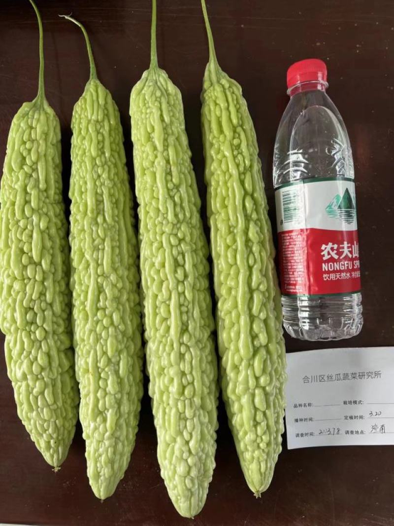 苦瓜种子白玉兰绿白色中长油亮瓜条顺直结瓜早产量高