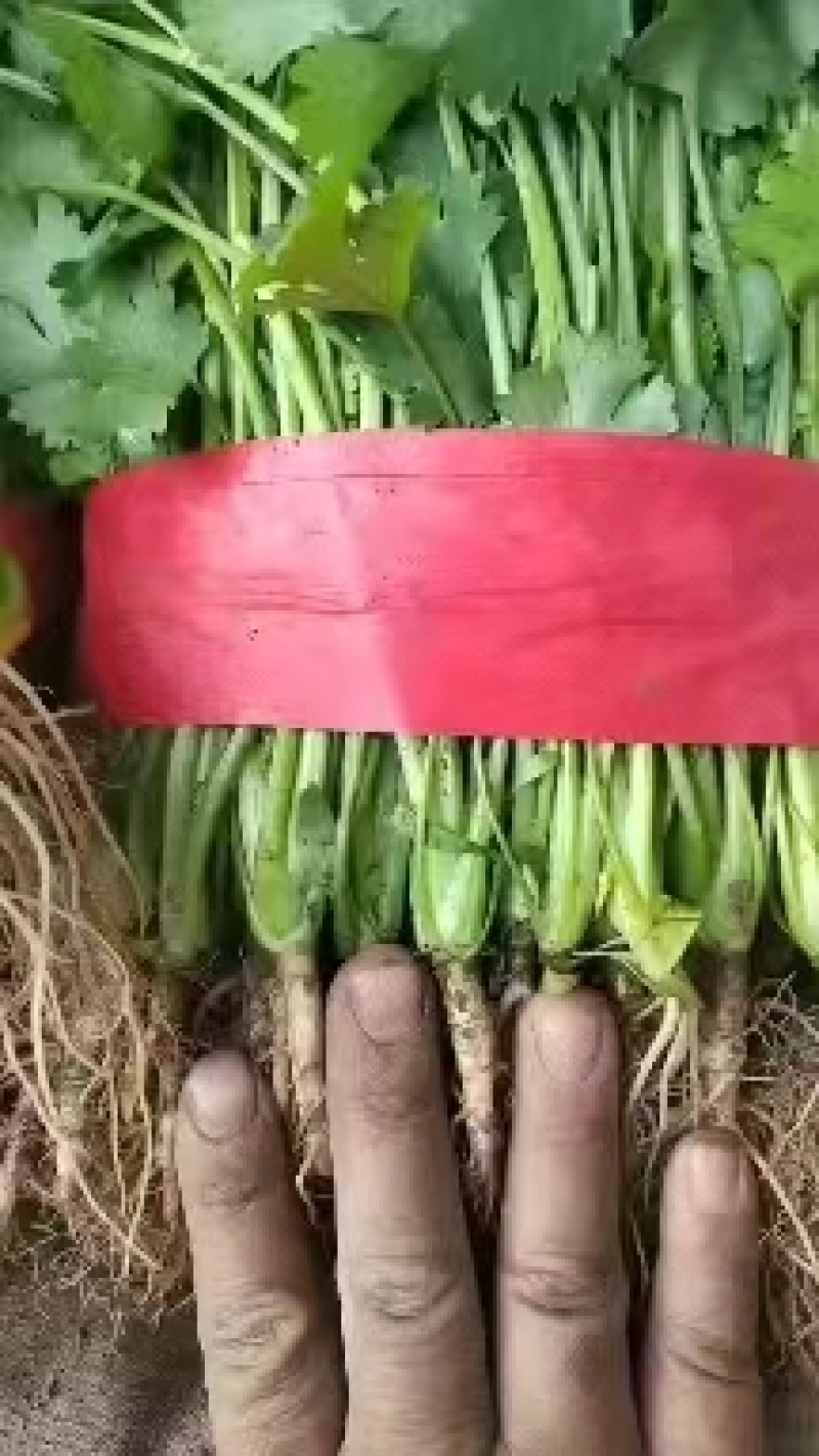 河北大叶香菜大量上市代发全国量大从优欢迎来电