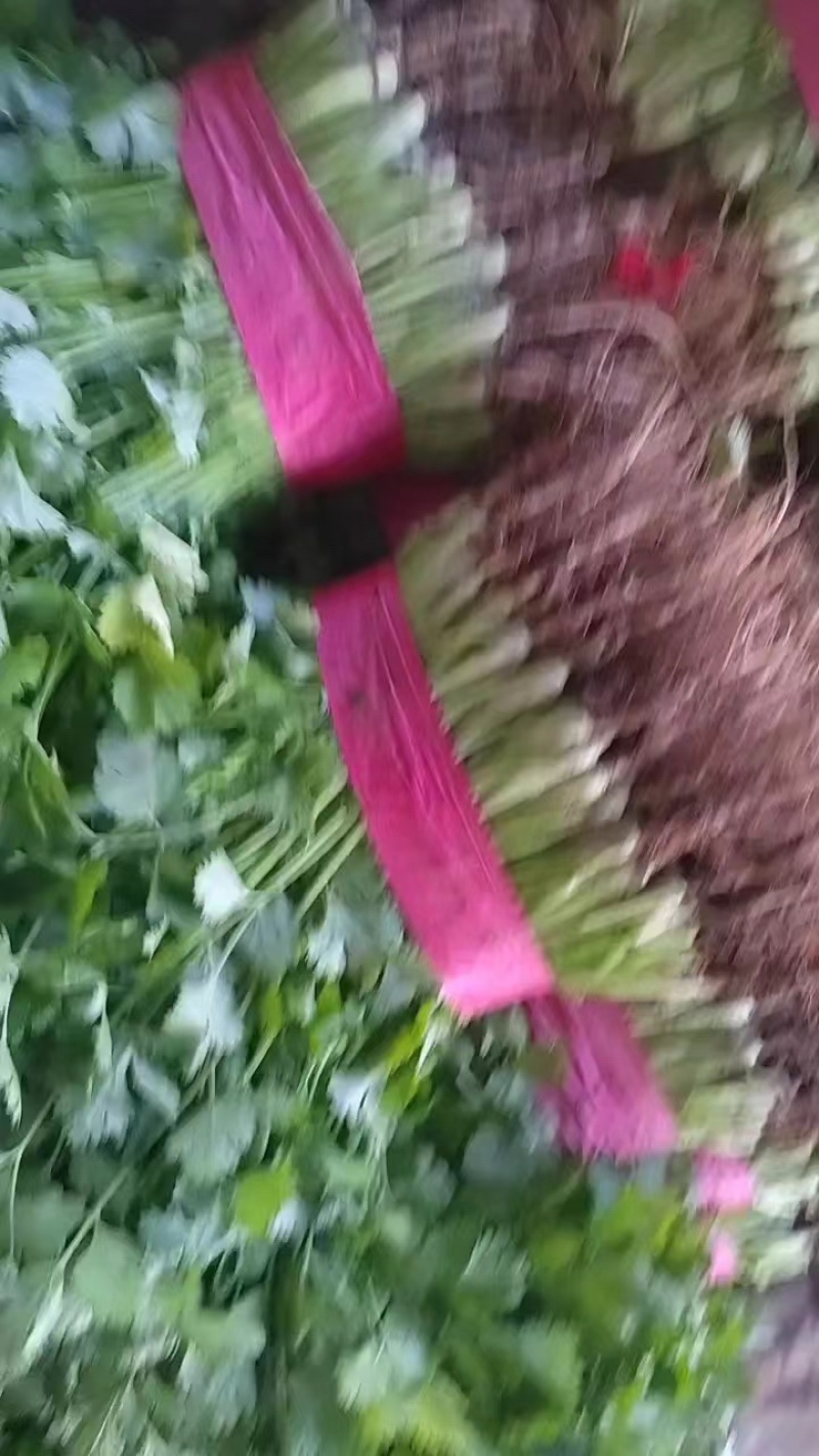 河北大叶香菜大量上市代发全国量大从优欢迎来电