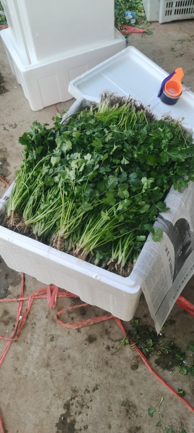 河北大叶香菜大量上市代发全国量大从优欢迎来电