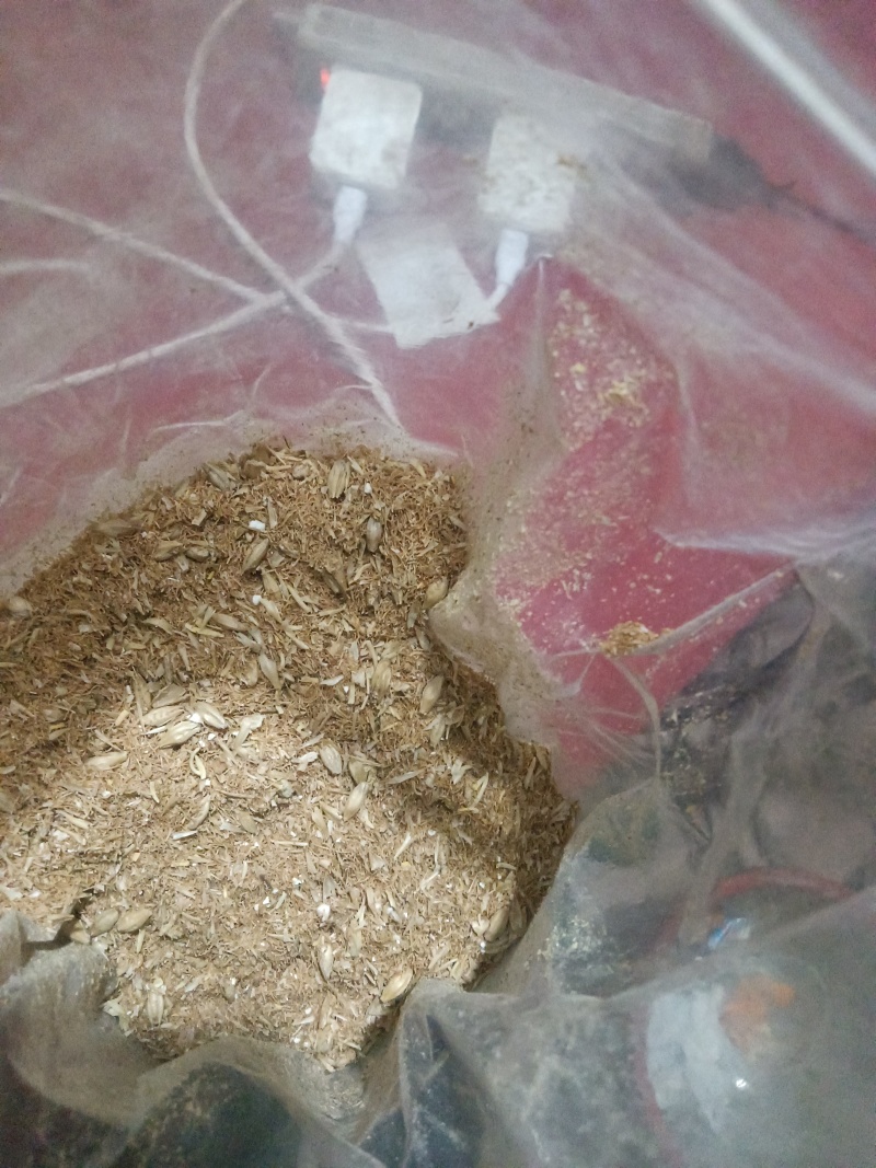 大麦芽根，大麦芽糠，