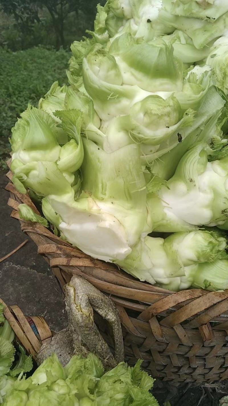 儿菜，抱儿菜，母子菜，中华神菜，大心小心均可选择