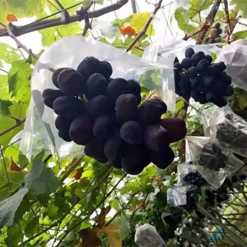 新品种富士之辉葡萄树苖嫁接5bb贝达3309黑色阳光玫瑰
