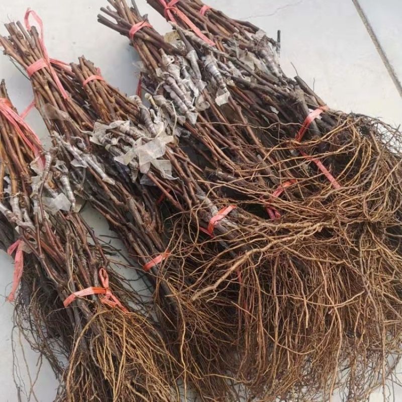 新品种富士之辉葡萄树苖嫁接5bb贝达3309黑色阳光玫瑰