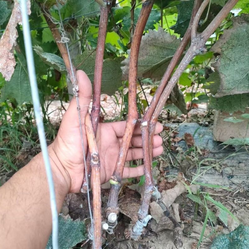 新品种富士之辉葡萄树苖嫁接5bb贝达3309黑色阳光玫瑰