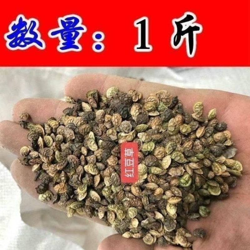 无芒雀麦种子披碱草碱茅草紫羊茅四季种养牛红豆草碱草羊草种