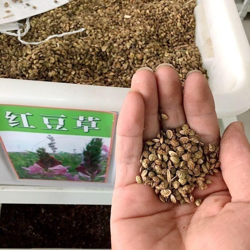 无芒雀麦种子披碱草碱茅草紫羊茅四季种养牛红豆草碱草羊草种