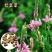 无芒雀麦种子披碱草碱茅草紫羊茅四季种养牛红豆草碱草羊草种