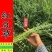 无芒雀麦种子披碱草碱茅草紫羊茅四季种养牛红豆草碱草羊草种