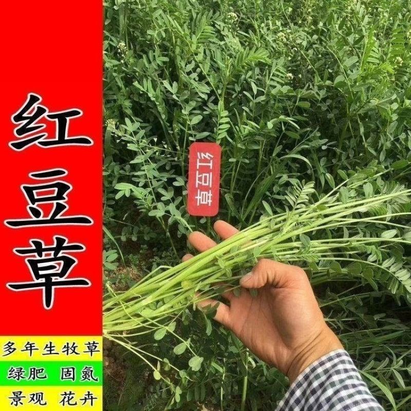 无芒雀麦种子披碱草碱茅草紫羊茅四季种养牛红豆草碱草羊草种